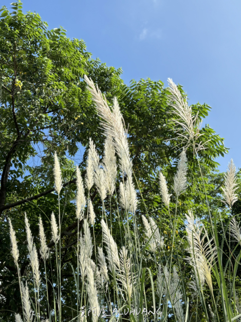 中央公園:芒草、狼尾草、台灣欒樹 - 黃阿盧